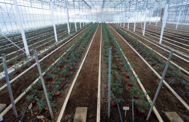 international-frivilligt-arbejde-island