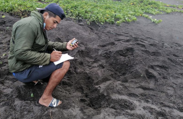 beskyt-havskildpadder-i-guatemala