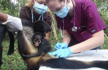 veterinærpraktik i Latinamerika