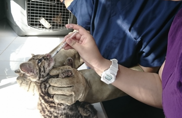 Praktik som dyrepasser og veterinær i troperne