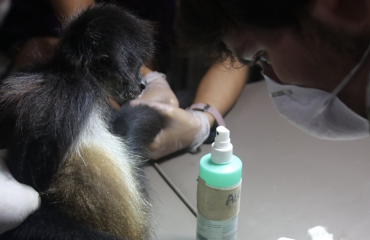 praktik i veterinærvidenskab