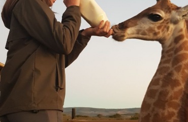 internationalt-frivilligt-arbejde-dyrebeskyttelse-afrika