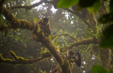 Tæt tropisk regnskov i Costa Rica med unikke, lokale arter.
