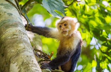 Vilde dyr reddet fra fangenskab i Costa Rica