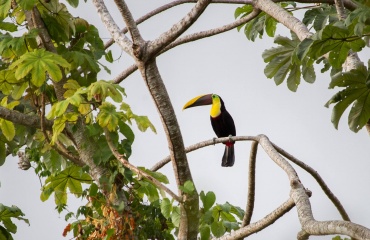 Tukan i et rehabiliteringscenter i Costa Rica