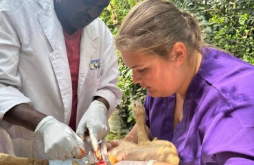 Veterinærstuderende på humanitært forløb