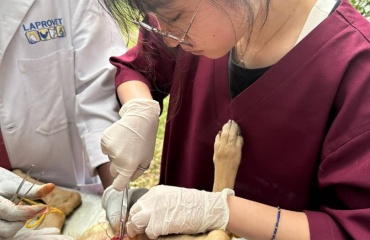 Veterinærstuderende deltager i et dyreredningsforløb i Tanzania