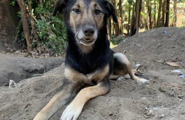 Veterinærpraktik: Pleje af tanzanianske hunde og katte