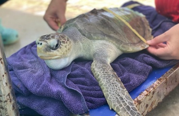 humanitært forløb på Maldiverne i Det Indiske Ocean