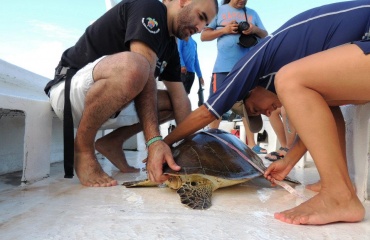Beskyttelse af havskildpadder i Mexico