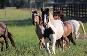 Veterinær praktikophold for studerende i USA