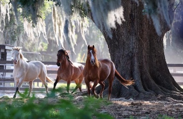 Mustanger i Florida
