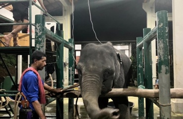 Plejet elefant i Thailand