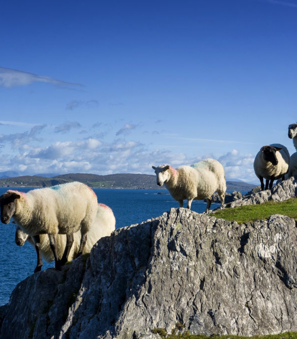 Sommerrejse til Irland