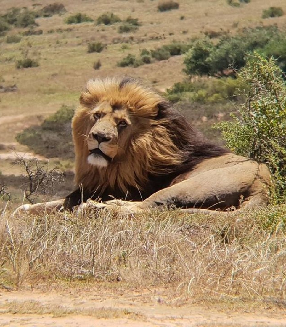 Veterinærstuderende i Sydafrika