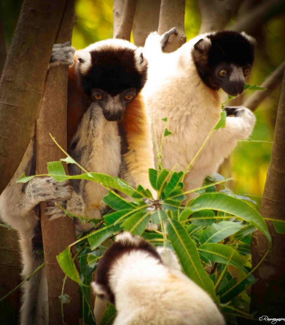 Lemurerne på Madagaskar!