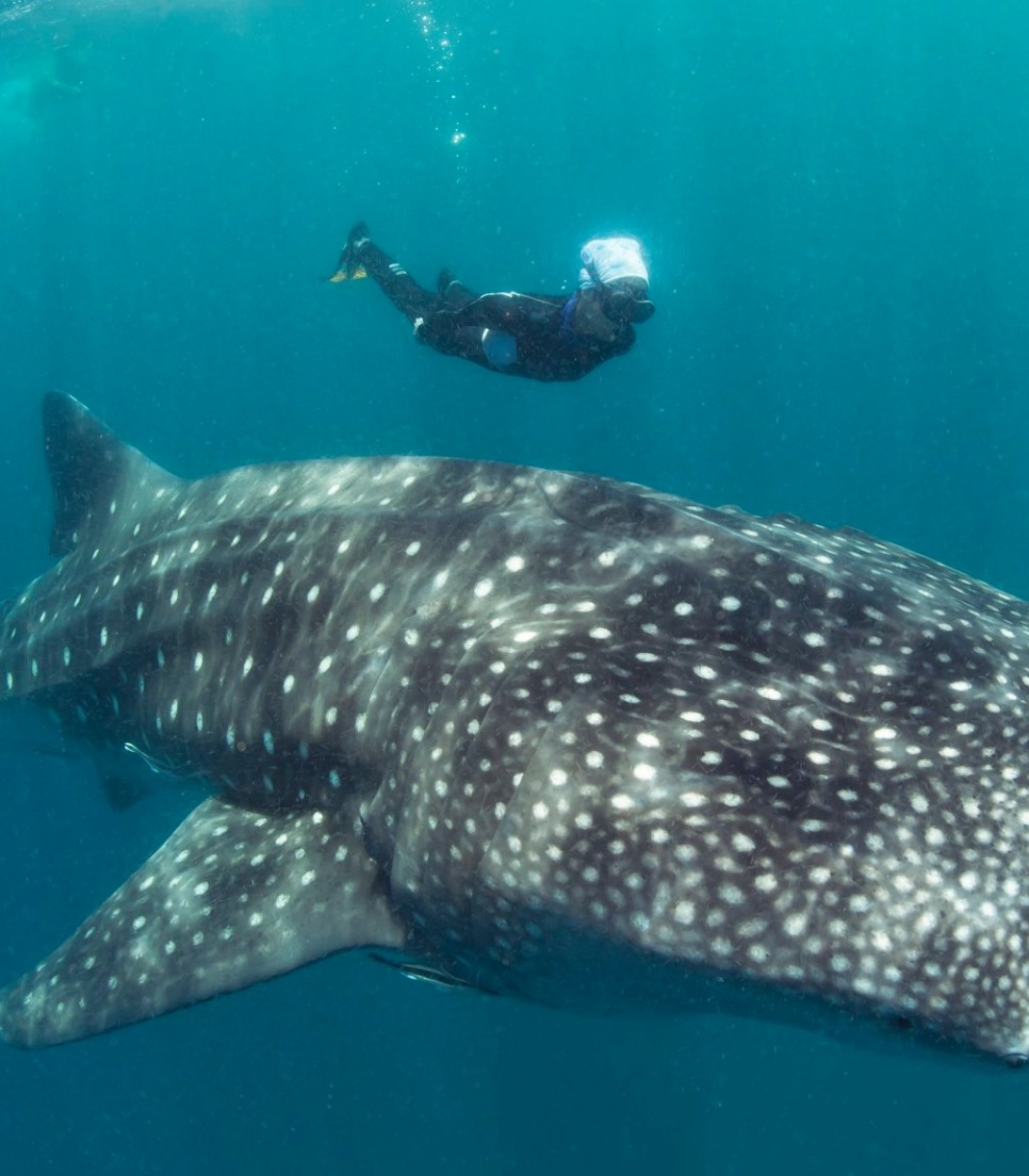 Marinebiologi-program i Det Indiske Ocean
