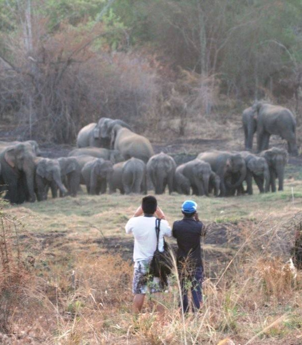Sri Lanka – beskyttelse og observation af elefanter