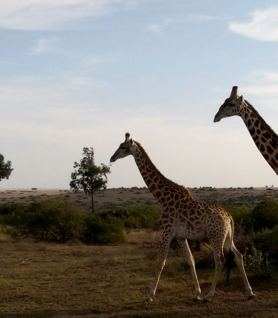 Sprogophold i Sydafrika