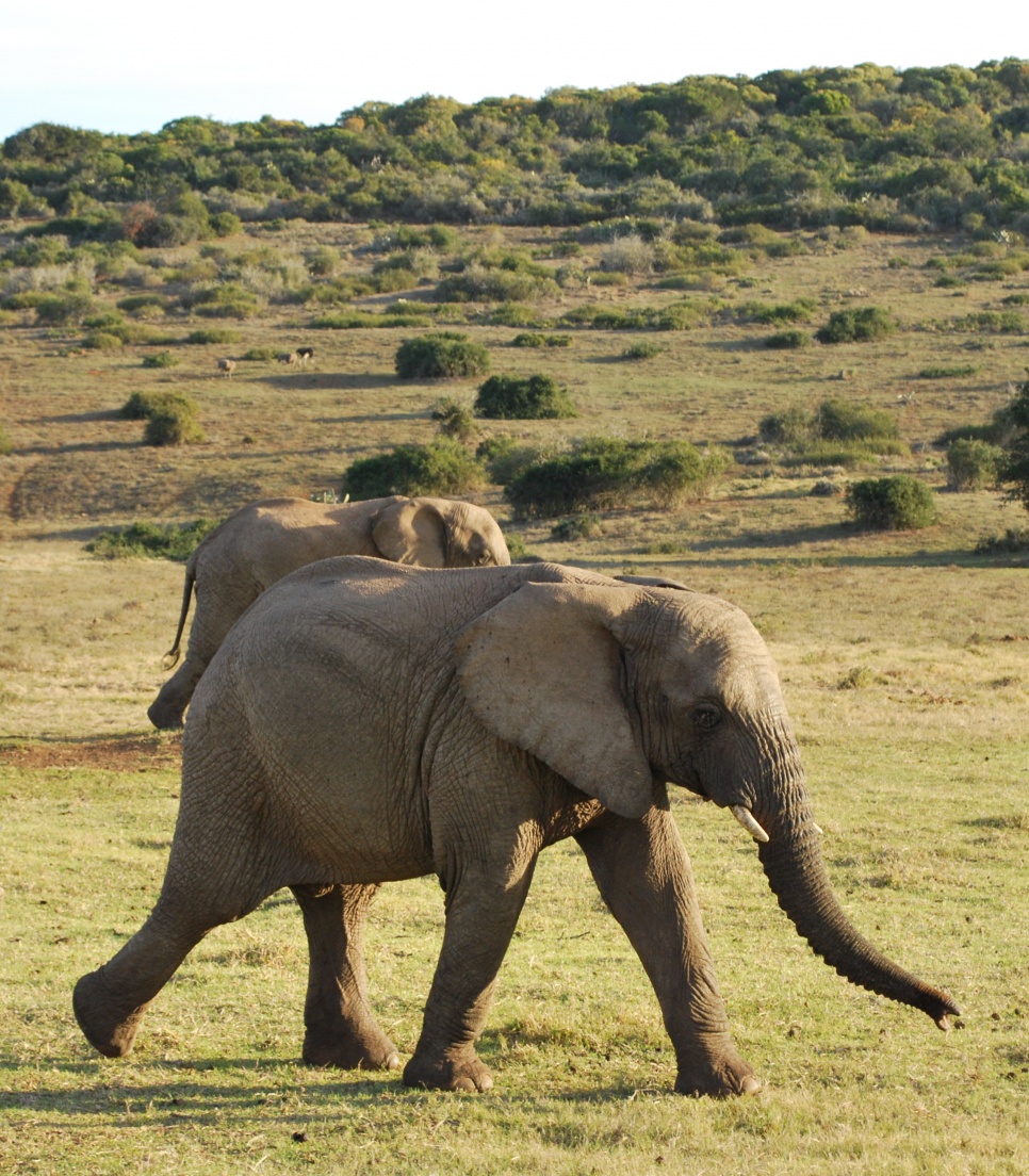 bliv-en-aktiv-del-af-beskyttelsen-af-afrikas-vilde-dyreliv