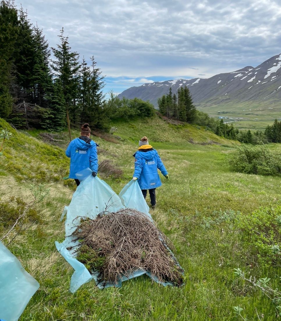 Genplantningsprojekt i Island