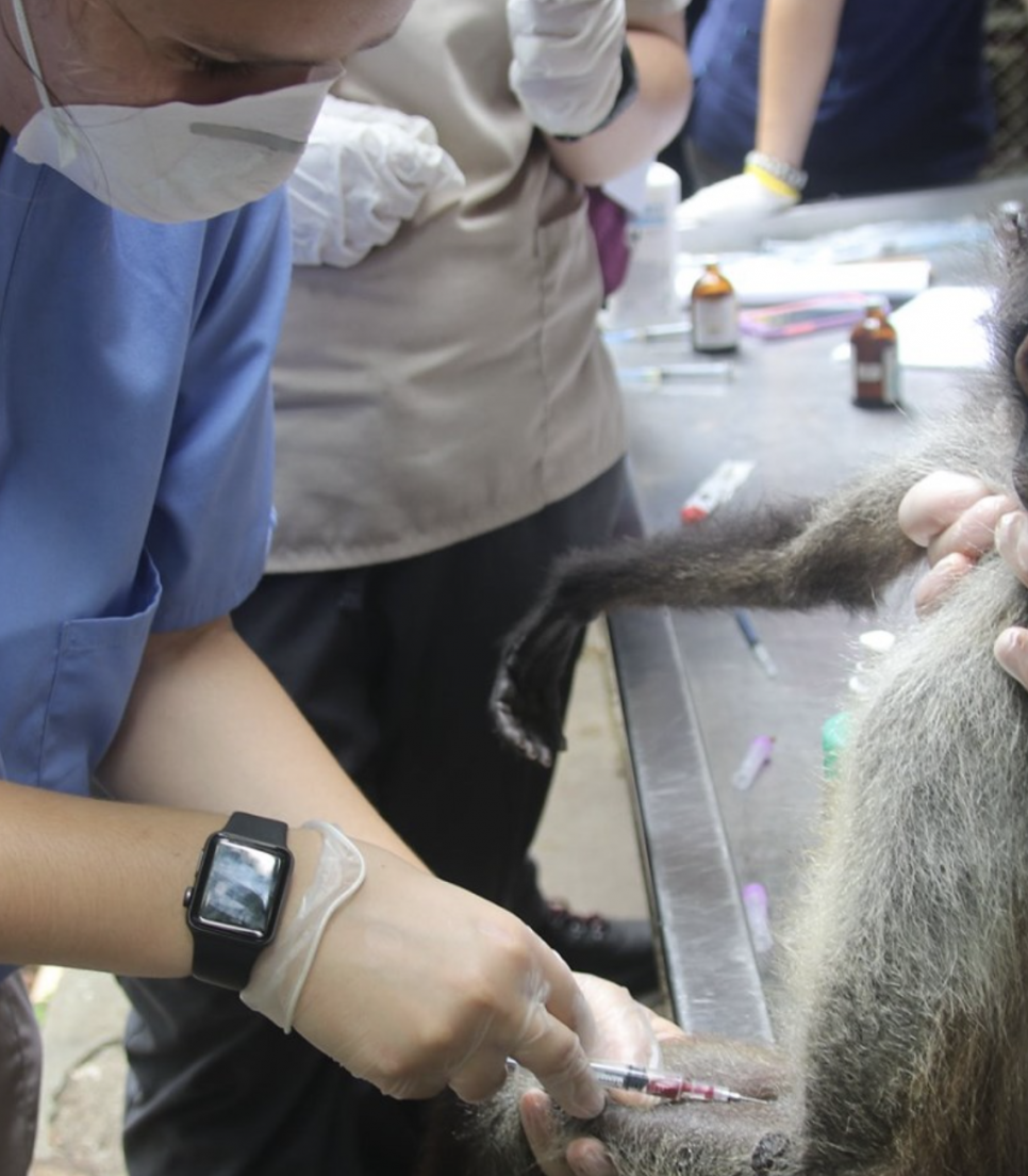 Studiepraktik for veterinærstuderende i Guatemala