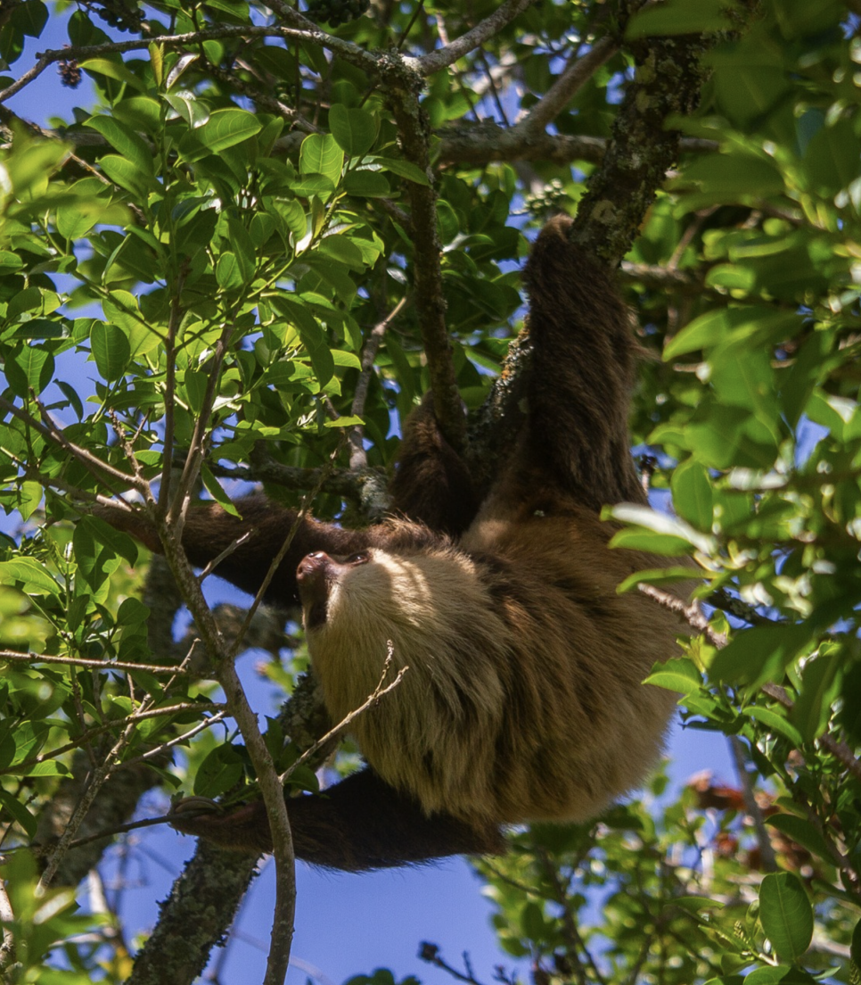 Miljøbeskyttelse i Costa Rica