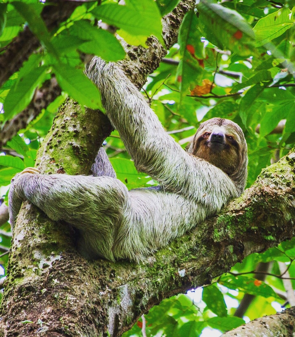 Dovendyr på et redningscenter i Costa Rica