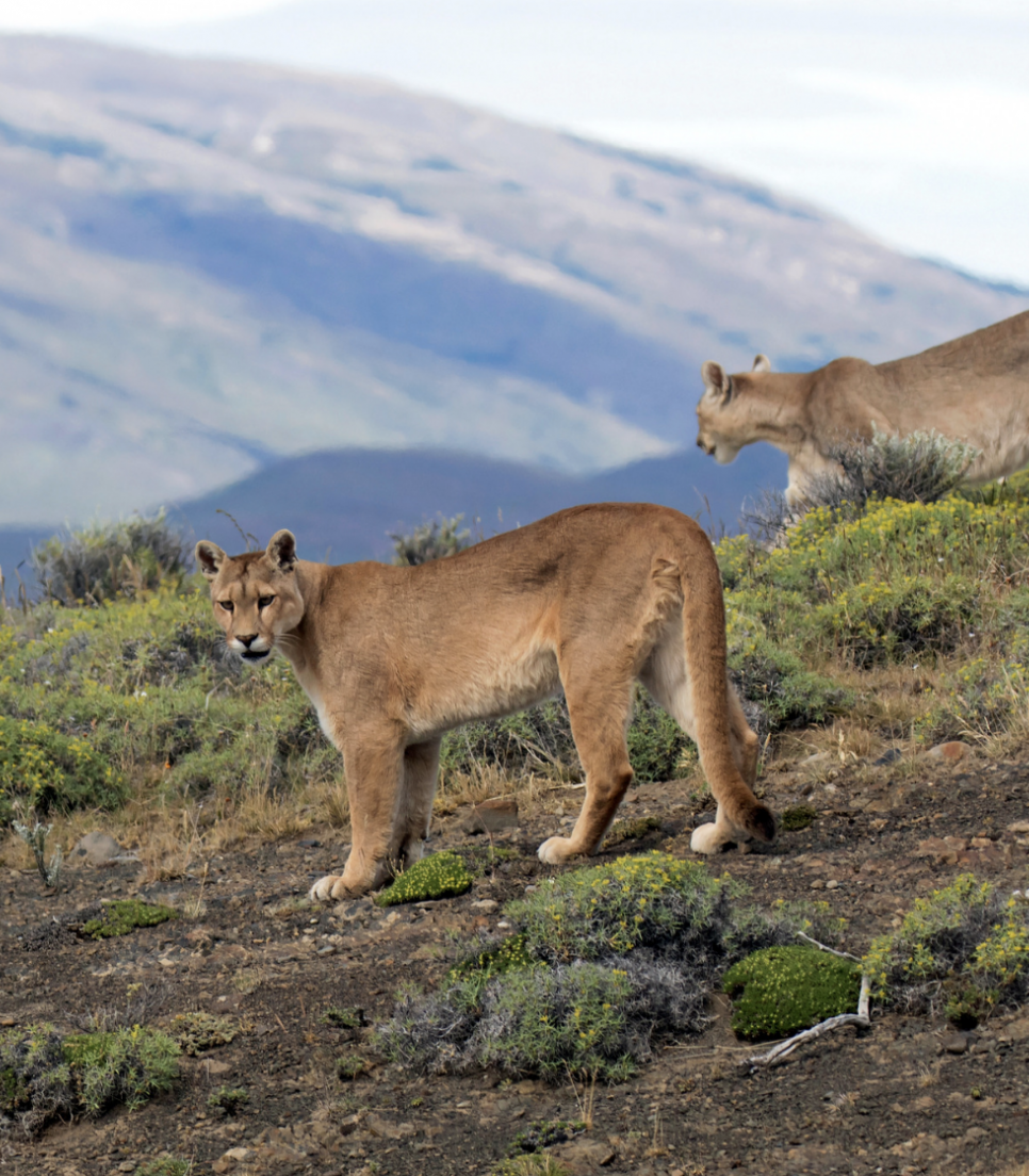 Pumaer set i deres naturlige habitat under et frivilligt forløb i Patagonien med fokus på beskyttelse af biodiversiteten.