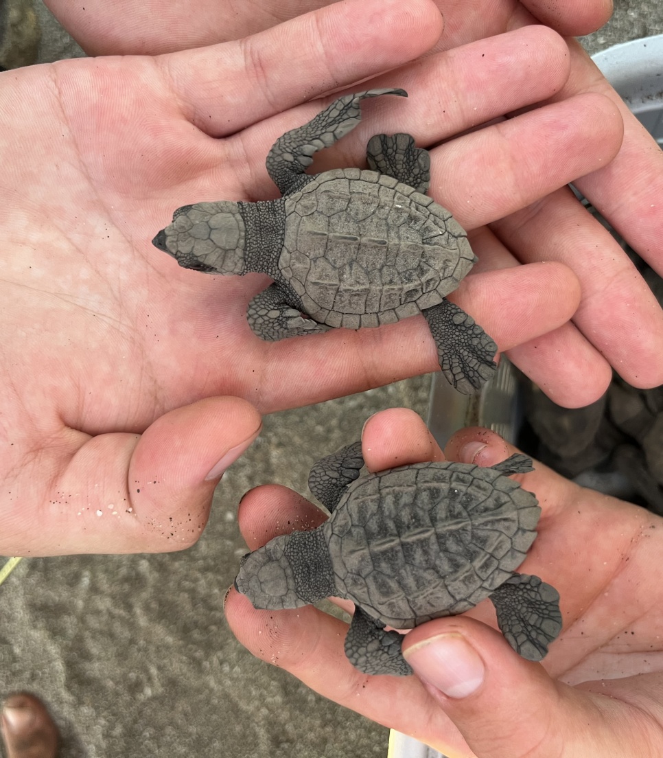 Skildpaddebeskyttelse i Nicaragua