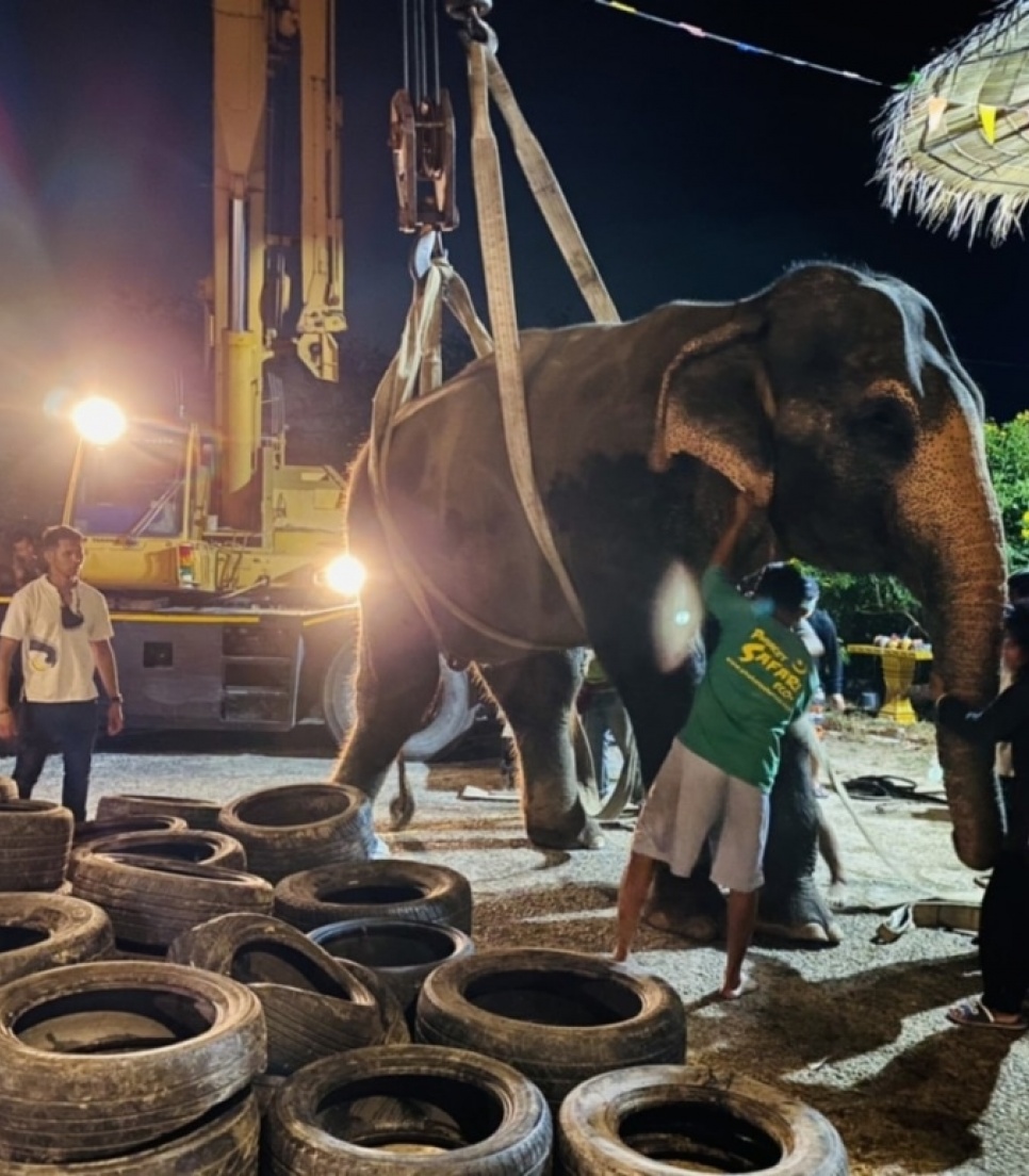 Elefant får dyrlægebehandling på Veterinærcentret i Thailand