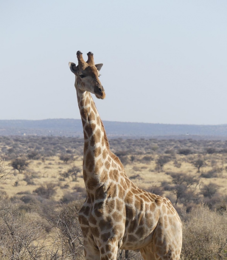 dyrebeskyttelse i Namibia