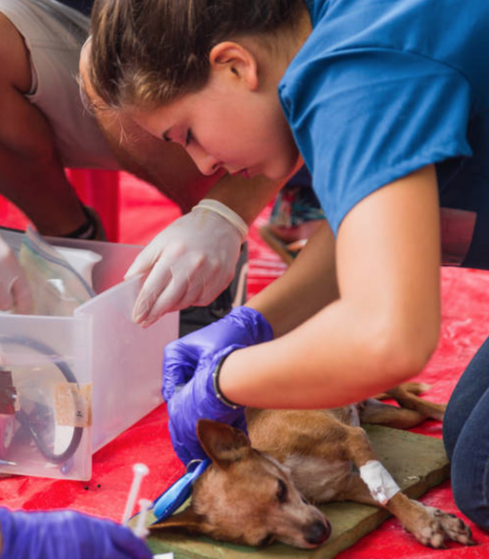 Veterinærpraktik i udlandet