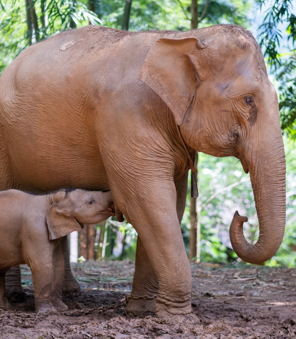 frivilligt-arbejde-elefanter-thailand-elefantreservat-chiang-mai.jpg